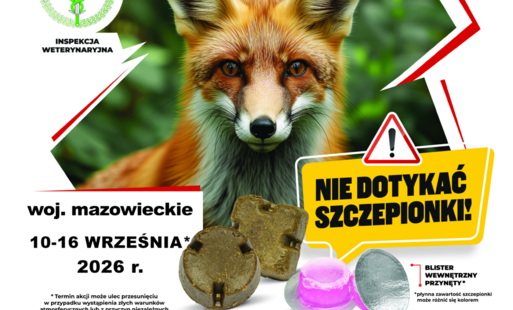 Szczepienie lisów przeciwko wściekliźnie